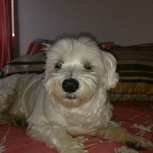 Meet your Posher, Karol